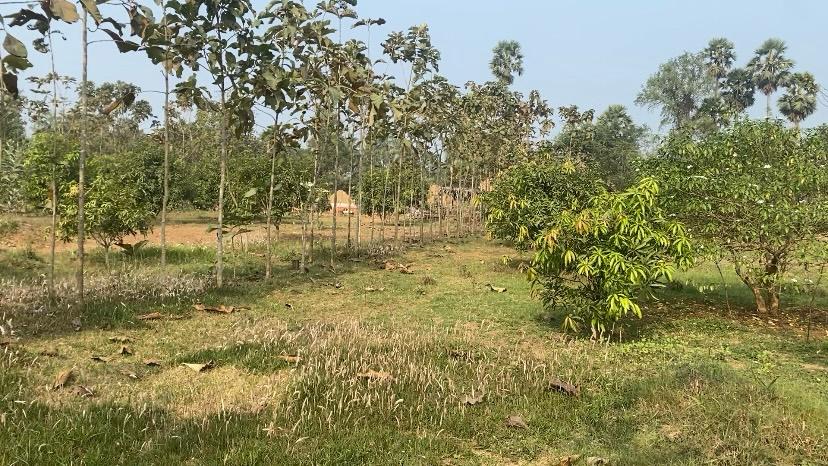 farm land foe sale narapam kothavalasa