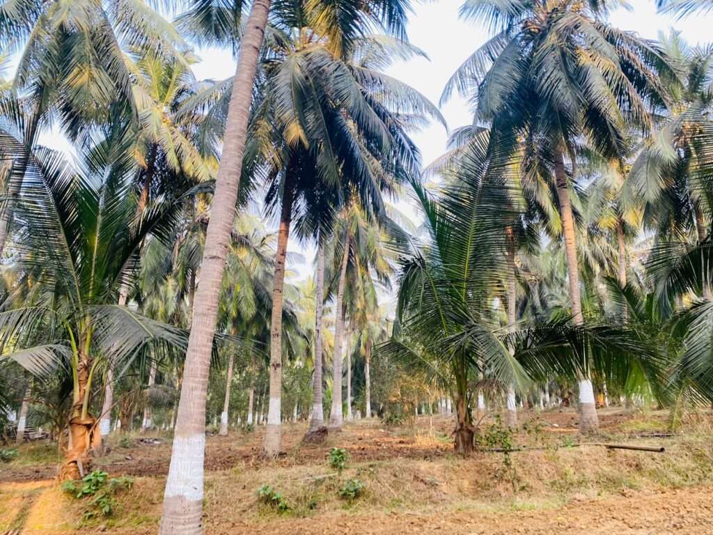 Farm Agricultural Land for Sale in Tuni, East Godavari