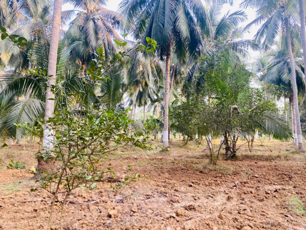 Farm Agricultural Land for Sale in Tuni, East Godavari